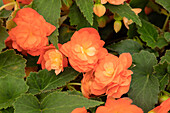 Begonia x tuberhybrida 'Riseup™ Tangerine Xtreme'