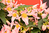 Begonia boliviensis 'Shine Bright™ Pink'