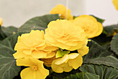 Begonia x tuberhybrida 'Prism Yellow'