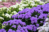 Ageratum 'BUMBLE® Blue'