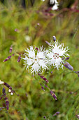 Dianthus arenarius