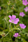 Geranium x oxonianum 'Rose Clair'