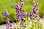 Salvia lavandulifolia