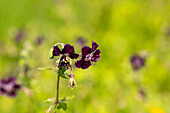 Geranium phaeum