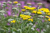 Achillea clypeolata 'Moonshine'