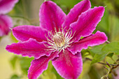 Clematis 'Dr. Ruppel'