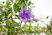 Clematis 'Mrs N. Thompson'