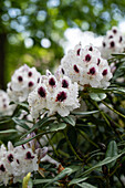 Rhododendron Hybride 'Sappho'