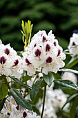 Rhododendron Hybride 'Sappho'