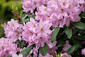 Rhododendron 'Paola'