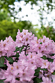 Rhododendron 'Paola'