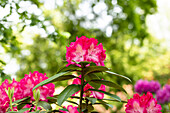 Rhododendron 'Sternzauber'