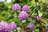 Rhododendron Hybride 'Bishop'