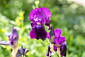 Iris germanica 'Sable'