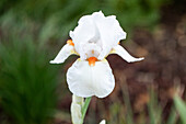 Iris x germanica, weiß