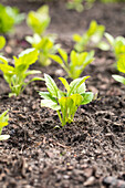 Young vegetable plants