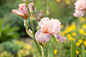 Iris x germanica 'Venus in Pink'