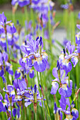 Iris sibirica