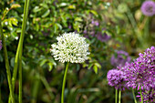 Zier-Allium, weiß
