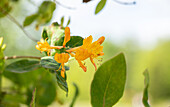 Lonicera tellmanniana