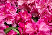 Rhododendron large-flowered, pink