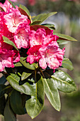 Rhododendron yakushimanum 'Morgenrot'