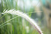 Pennisetum setaceum 'Sky Rocket'(s)