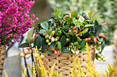 Gaultheria procumbens