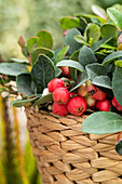 Gaultheria procumbens