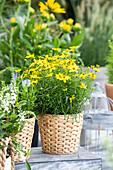 Coreopsis verticillata