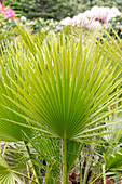 Washingtonia filifera