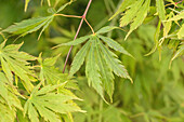 Acer palmatum 'Omurayama'