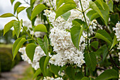 Syringa vulgaris 'Mme Lemoine'