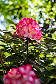Rhododendron, bicoloured