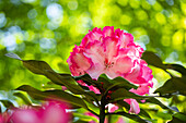 Rhododendron, pink-white