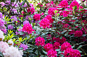 Rhododendron, rosarot