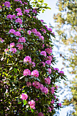 Rhododendron catawbiense, pink