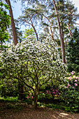 Rhododendron in the park
