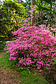 Rhododendron obtusum, pink