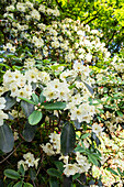 Rhododendron, white