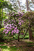 alter Rhododendron