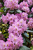 Rhododendron, pink