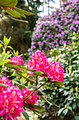 Rhododendron, pink