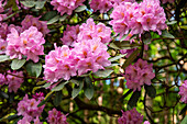 Rhododendron, pink