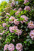 Rhododendron, pink