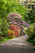 Away in the rhododendron park