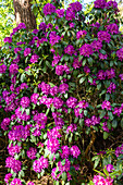 Rhododendron, violett