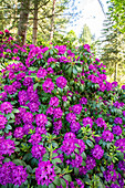 Rhododendron, violet