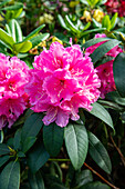 Rhododendron 'Ann Lindsay'