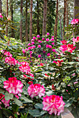 Rhododendron, pink